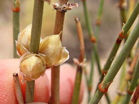 Torrey's Jointfir (Ephedra torreyana)