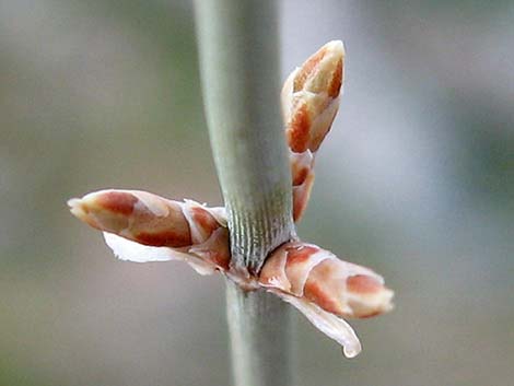 Torrey's Jointfir (Ephedra torreyana)