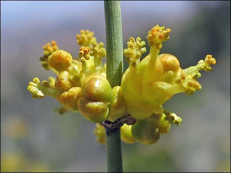 Mormon Tea (Ephedra viridis)