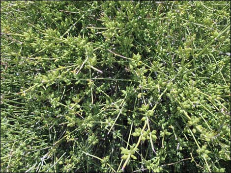 Mormon Tea (Ephedra viridis)