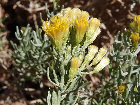 Turpentine Bush (Ericameria laricifolia)