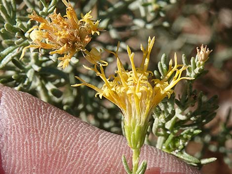 Turpentine Bush (Ericameria laricifolia)