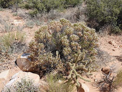 Turpentine Bush (Ericameria laricifolia)