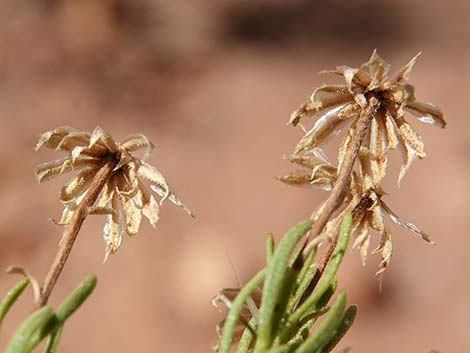 Turpentine Bush (Ericameria laricifolia)