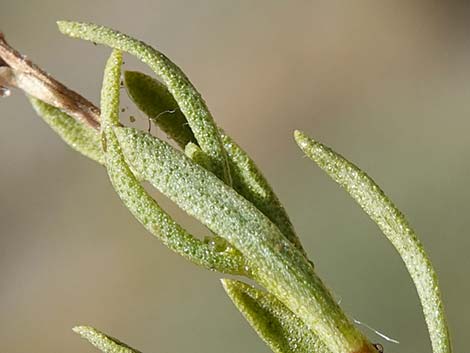 Turpentine Bush (Ericameria laricifolia)