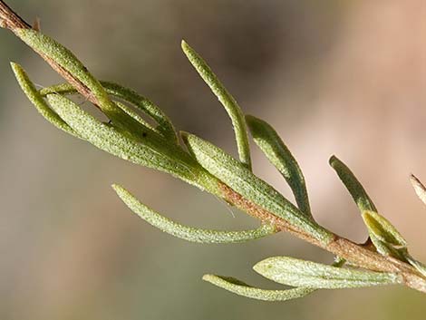 Turpentine Bush (Ericameria laricifolia)