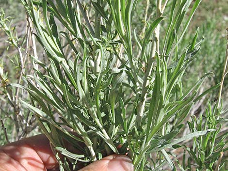 Rubber Rabbitbrush (Ericameria nauseosa)