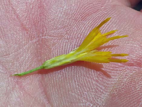 Rubber Rabbitbrush (Ericameria nauseosa)