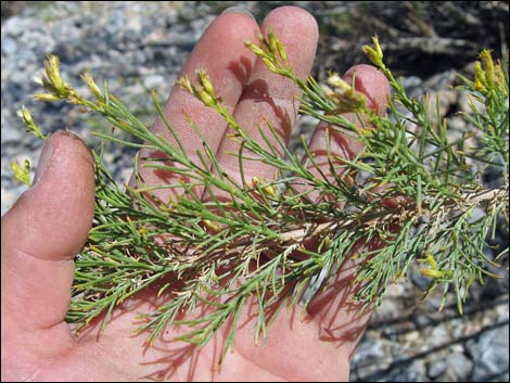 Mojave Rabbitbrush (Ericameria paniculata)