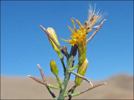 Mojave Rabbitbrush (Ericameria paniculata)