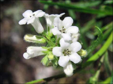 Narrow-leaved Yerba Santa (Eriodictyon angustifolium)