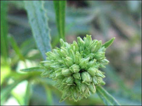 Narrow-leaved Yerba Santa (Eriodictyon angustifolium)