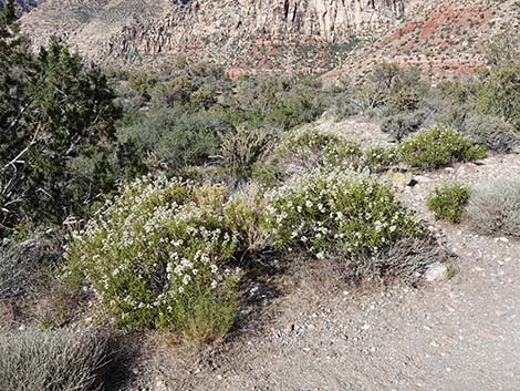 Narrow-leaved Yerba Santa (Eriodictyon angustifolium)