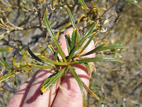 Narrow-leaved Yerba Santa (Eriodictyon angustifolium)