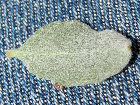 Las Vegas Buckwheat (Eriogonum corymbosum)