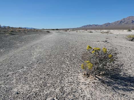 Las Vegas Buckwheat (Eriogonum corymbosum)