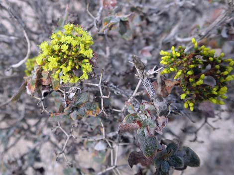 Las Vegas Buckwheat (Eriogonum corymbosum)