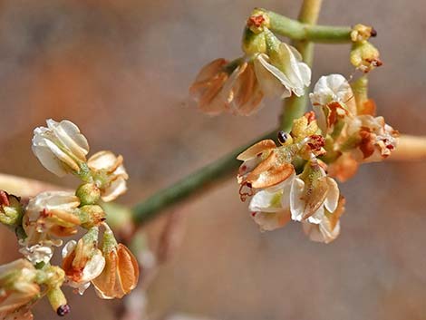 Smooth Heermann's Buckwheat (Eriogonum heermannii var. argense)