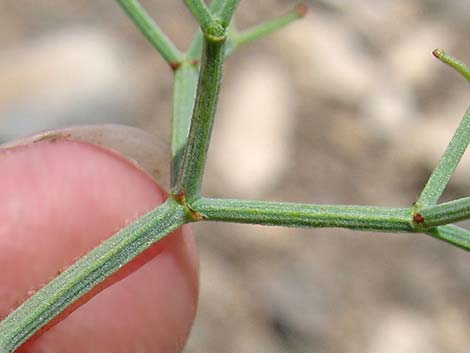 Grooved Heermann's Buckwheat (Eriogonum heermannii var. sulcatum)