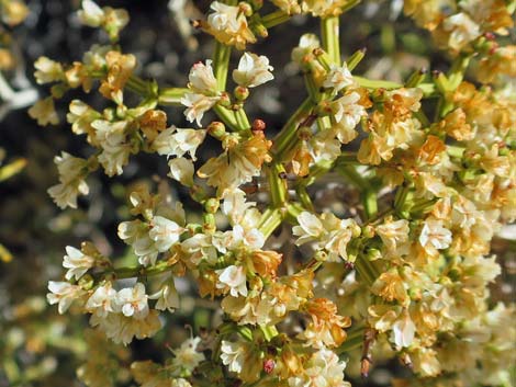 Grooved Heermann's Buckwheat (Eriogonum heermannii var. sulcatum)