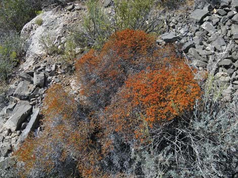 Grooved Heermann's Buckwheat (Eriogonum heermannii var. sulcatum)