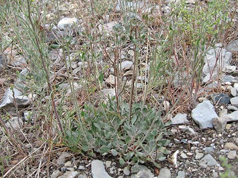 Panamint Mountains Buckwheat (Eriogonum panamintense)