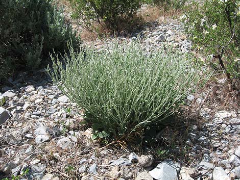 Panamint Mountains Buckwheat (Eriogonum panamintense)