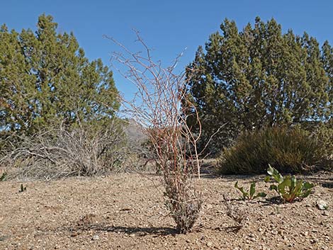 Yucca Buckwheat (Eriogonum plumatella)