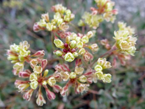 Sulphur-flower Buckwheat (Eriogonum umbellatum)