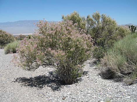 Apache Plume (Fallugia paradoxa)