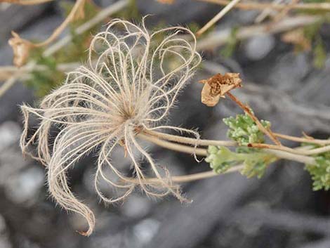 Apache Plume (Fallugia paradoxa)