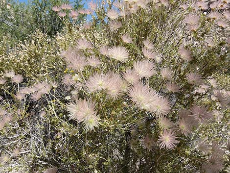 Apache Plume (Fallugia paradoxa)