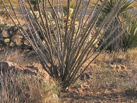 Ocotillo (Fouquieria splendens)