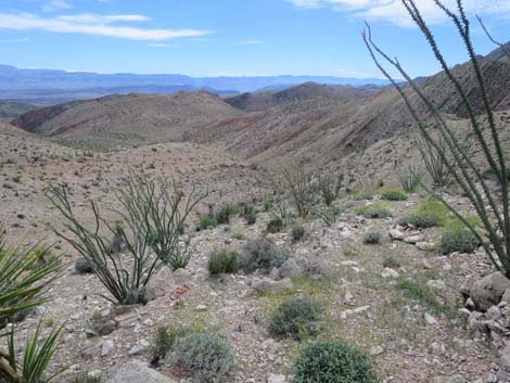 Ocotillo (Fouquieria splendens)