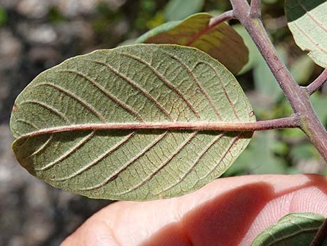 California Coffeeberry (Frangula californica)