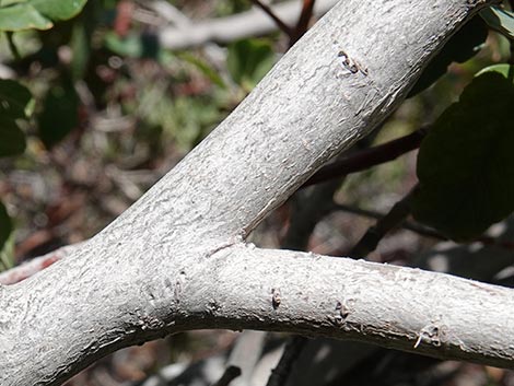 California Coffeeberry (Frangula californica)