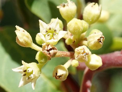 California Coffeeberry (Frangula californica)