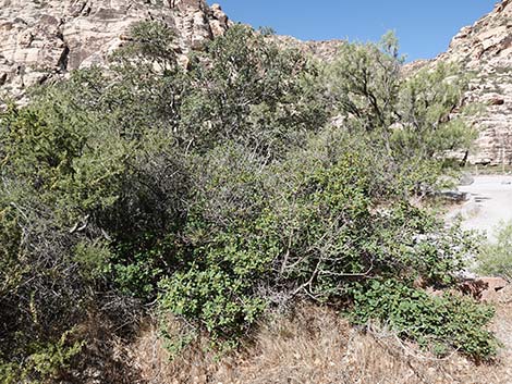 California Coffeeberry (Frangula californica)