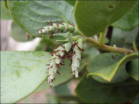 Ashy Silktassel (Garrya flavescens)