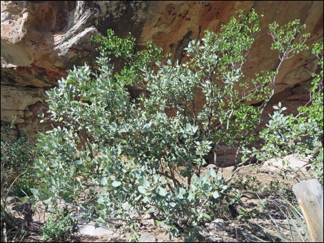 Ashy Silktassel (Garrya flavescens)