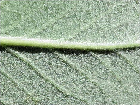 Ashy Silktassel (Garrya flavescens)