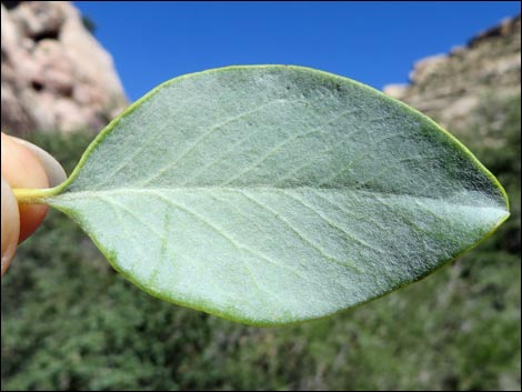 Ashy Silktassel (Garrya flavescens)