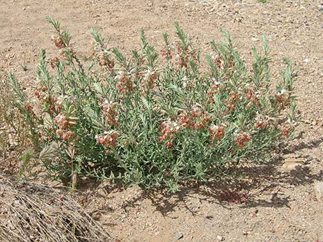 Scarlet Beeblossom (Oenothera suffrutescens)