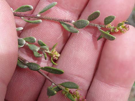 Spiny Hopsage (Grayia spinosa)