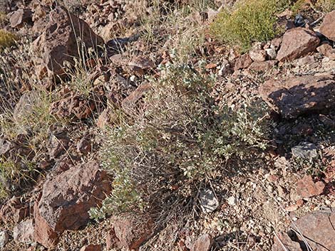 Spiny Hopsage (Grayia spinosa)