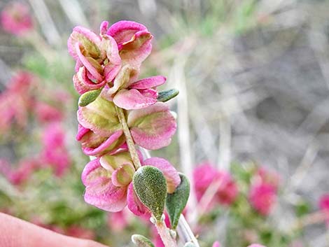 Spiny Hopsage (Grayia spinosa)