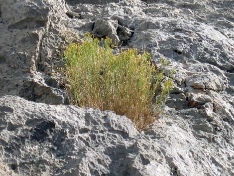 Threadleaf Snakeweed (Gutierrezia microcephala)