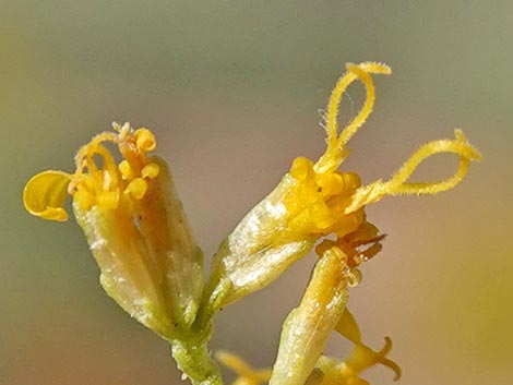 Threadleaf Snakeweed (Gutierrezia microcephala)