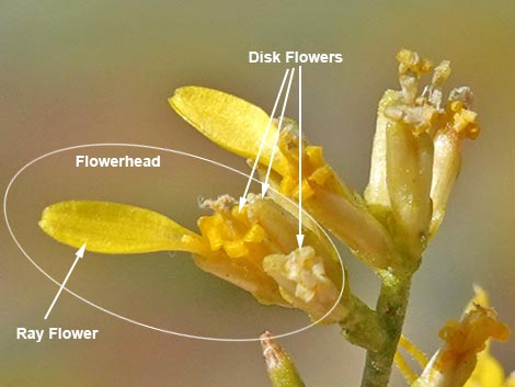 Threadleaf Snakeweed (Gutierrezia microcephala)