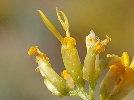 Threadleaf Snakeweed (Gutierrezia microcephala)